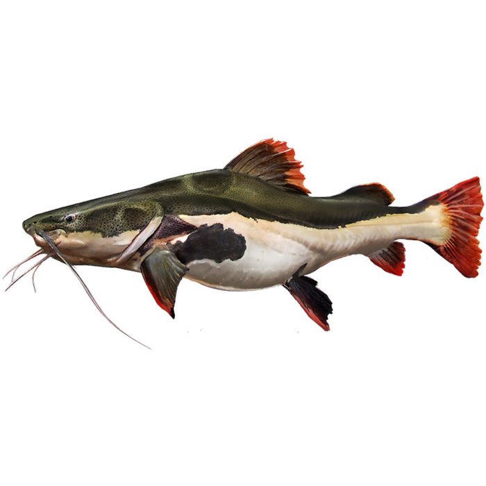 Red Tail Catfish (RTC) Ikan Hias Predator Hiasan Aquarium Aquascape