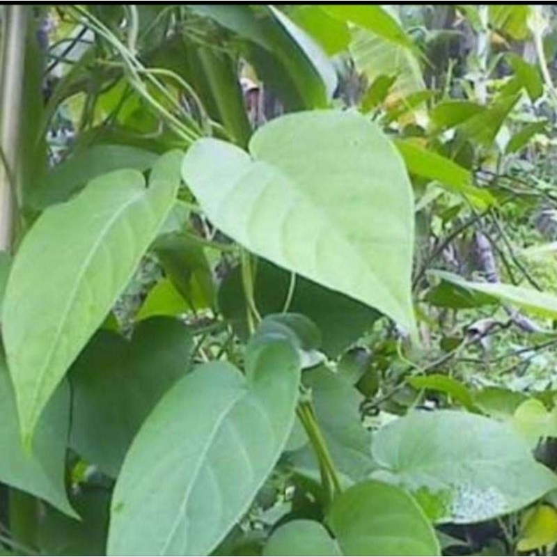 

daun sembukan /daun kentut/daun sembukan segar 1 kg