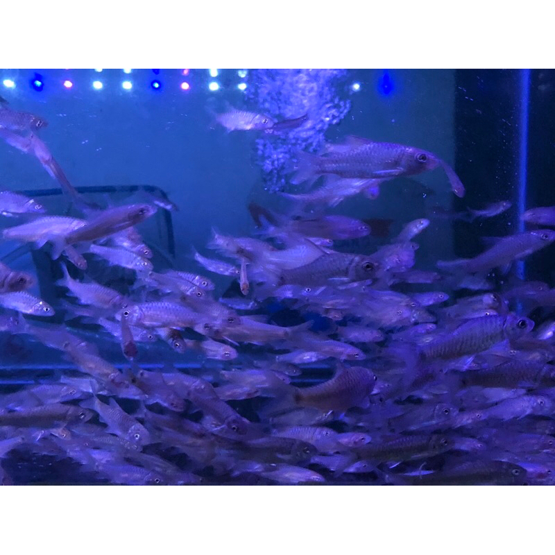 Replika Baby Mahseer Tor Tambra / Hiasan Aquarium Mahseer / Replika Ikan Dewa