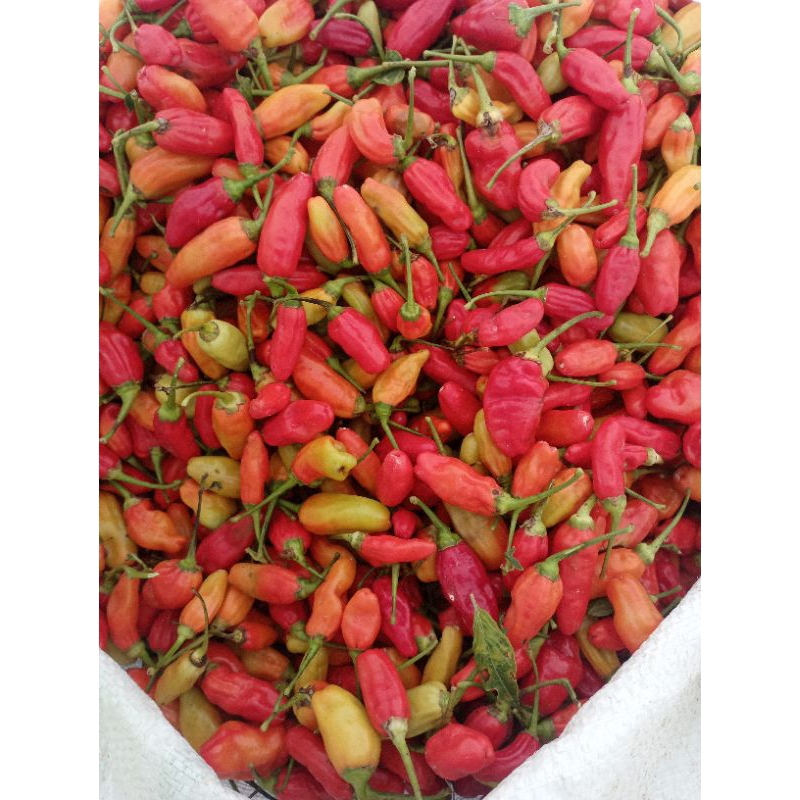 

cabai rawit merah
