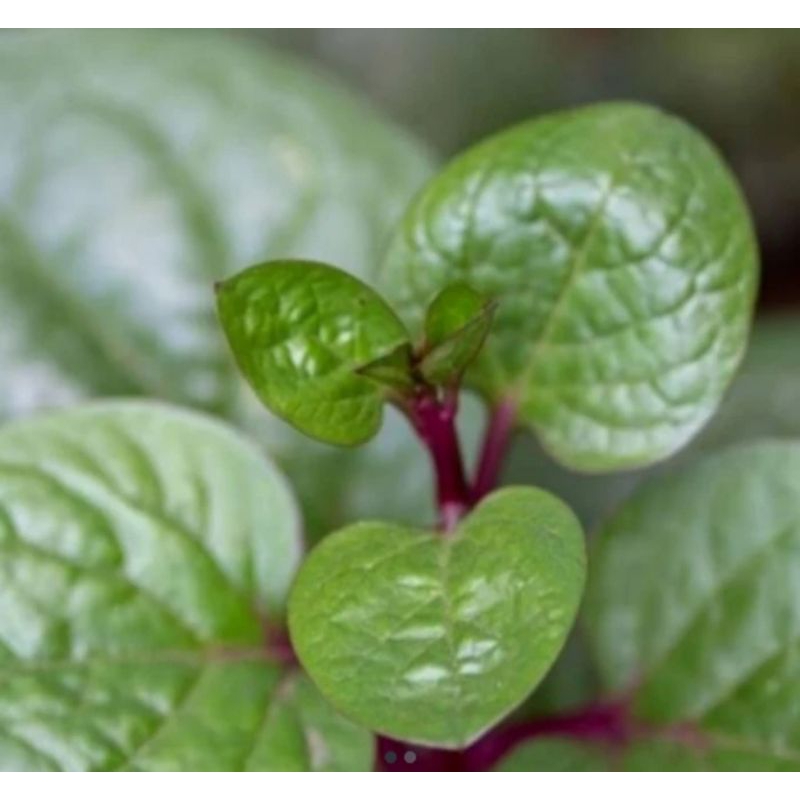 

Daun binahong merah daun angkung per lembar