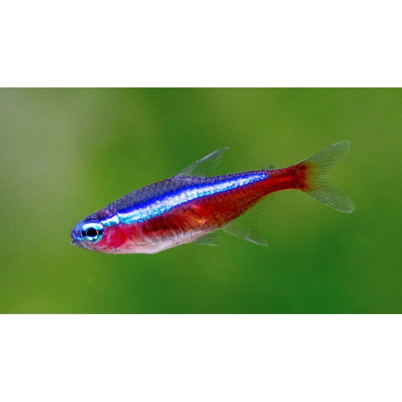 neon Tetra size xl