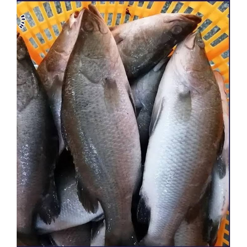 

IKAN KAKAP PUTIH 500gr