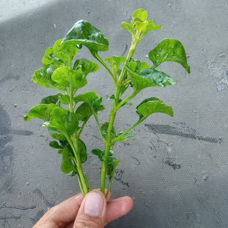 cuting stek bayam brazil batang untuk stek bayam brazil