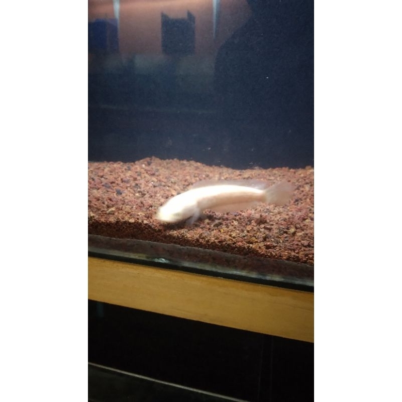 ARGUS ALBINO KOLEKSI PRIBADI 11-12 CM