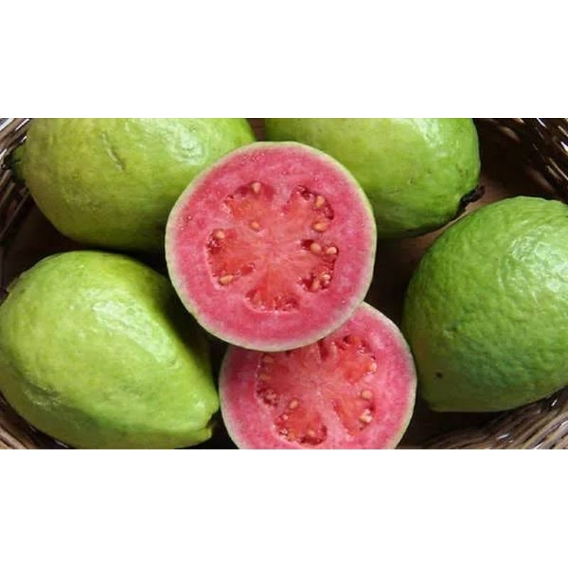 

jambu biji merah 1kg fresh