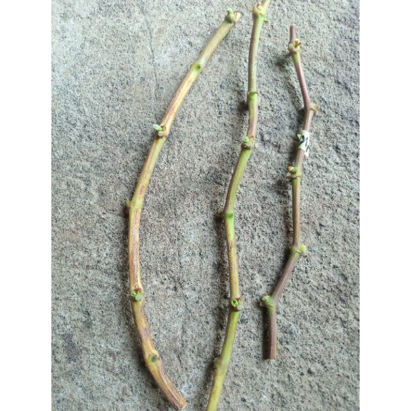 PAKET ENTRES ANGGUR BASANTI, TRANS, AKADEMIK, EVEREST