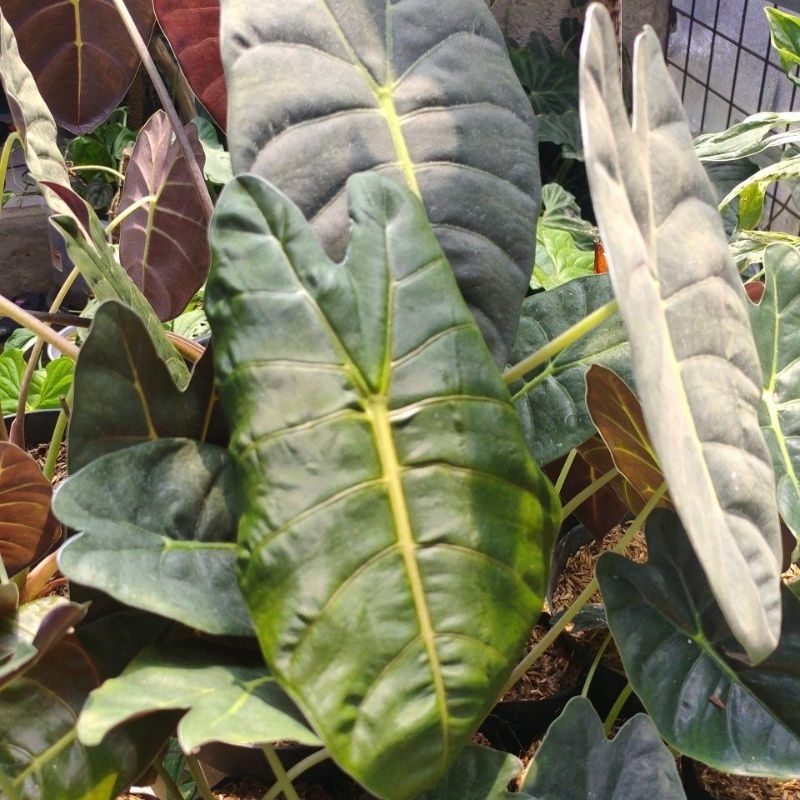 alocasia golden Bone