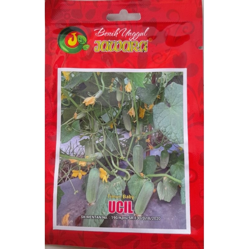 benih timun baby hijau lalap ucil 2 gr +- 75 biji panjang buah timun +- 15 cm