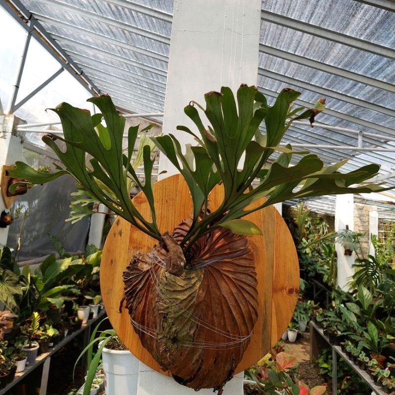 papan kayu media tempel platycerium estetik