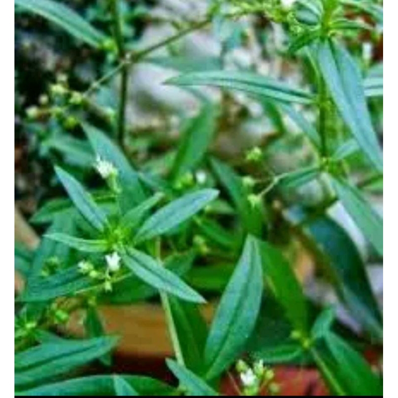 

daun rumput mutiara| fresh
