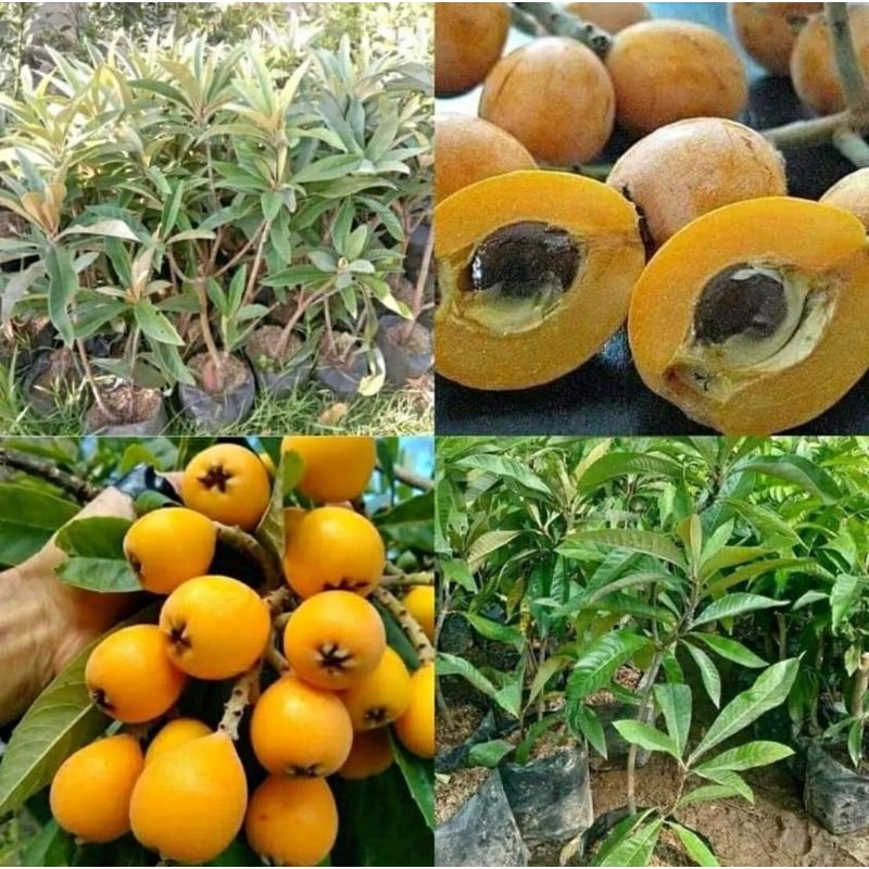 Bibit leci kuning siap buah
