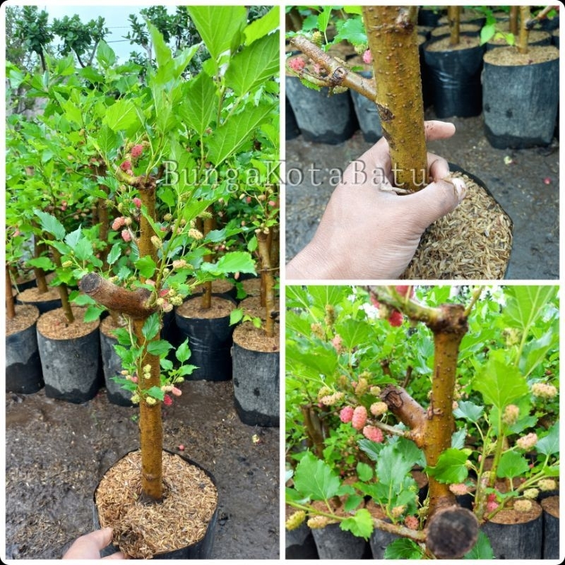 Bibit Murbei batang besar