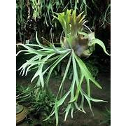 tanaman hias tanduk rusa jumbo