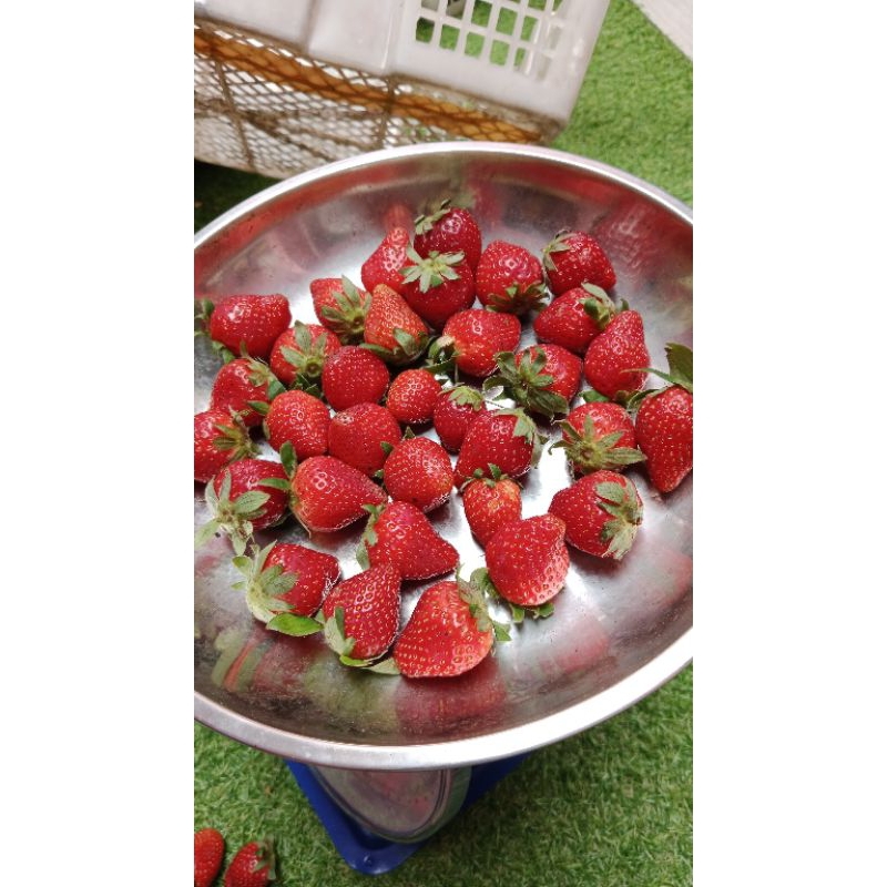

Buah Strawberry