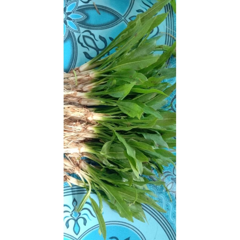 Echinodorus amazon sword
