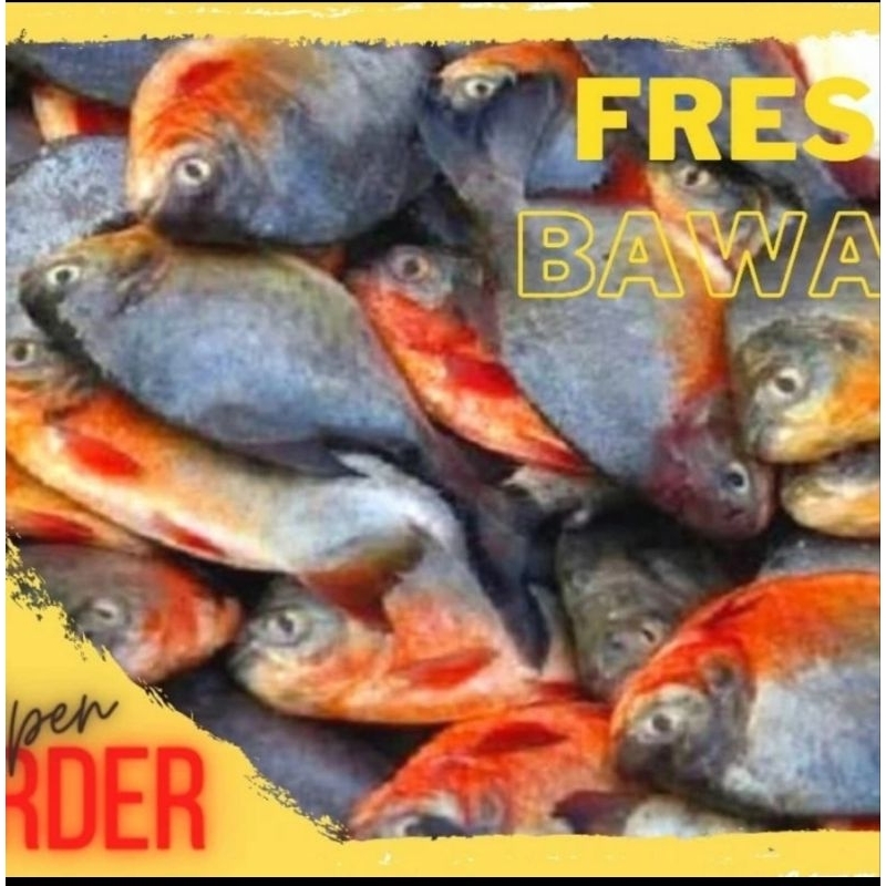 

IKAN BAWAL TAWAR 500gr