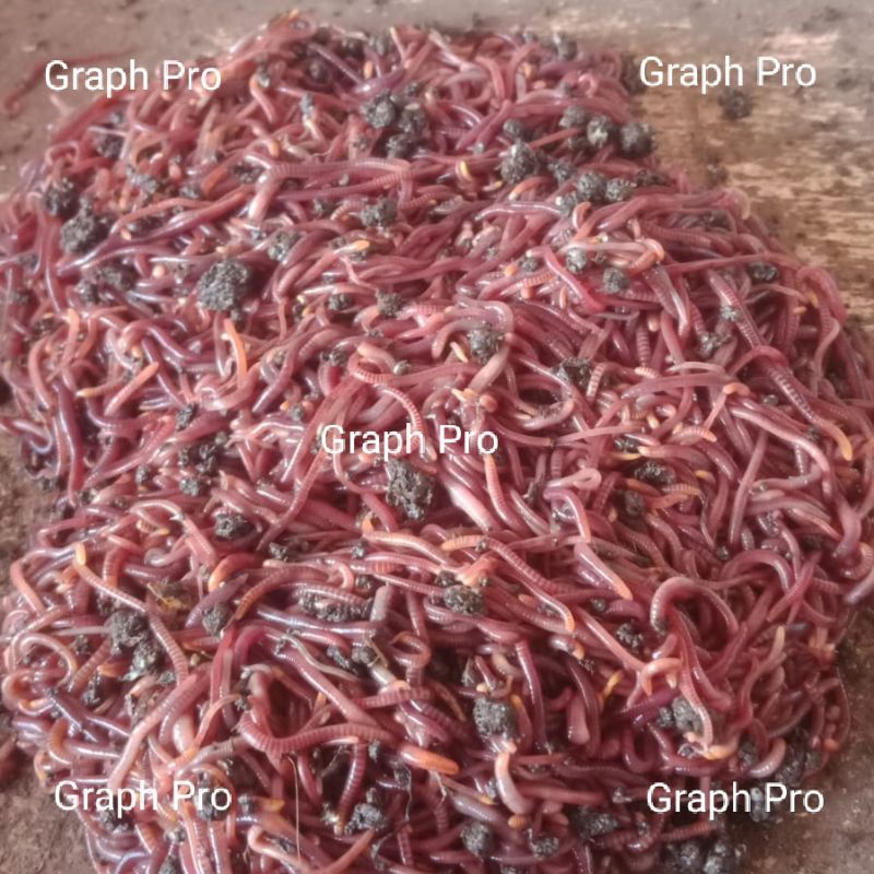 [1 Kg] Cacing Lumbricus Luberus, Cacing Kalung, etc.