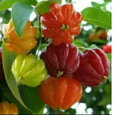 

Buah dewandaru,buah herbal organik segar,dewandaru,ceremai Belanda,perpaket,5 buah segar