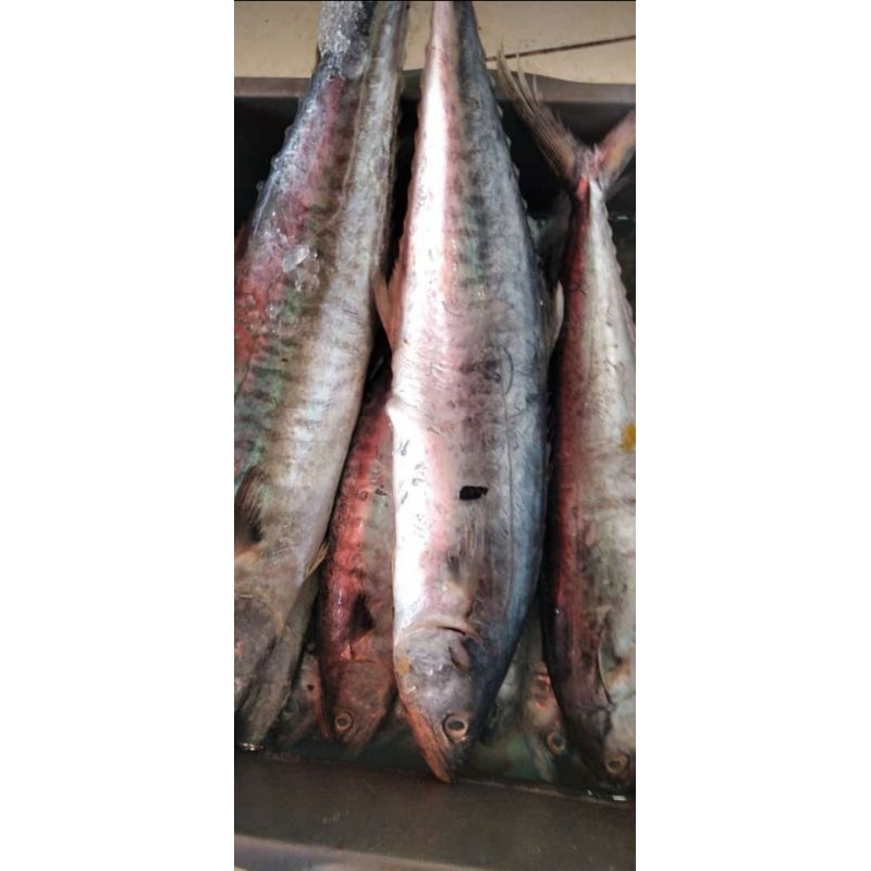 

IKAN TENGGIRI FRESH