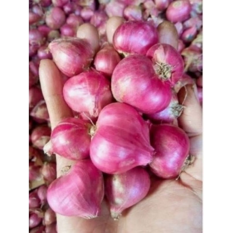 

Bawang Merah Berkualitas, kering besar 500 gram