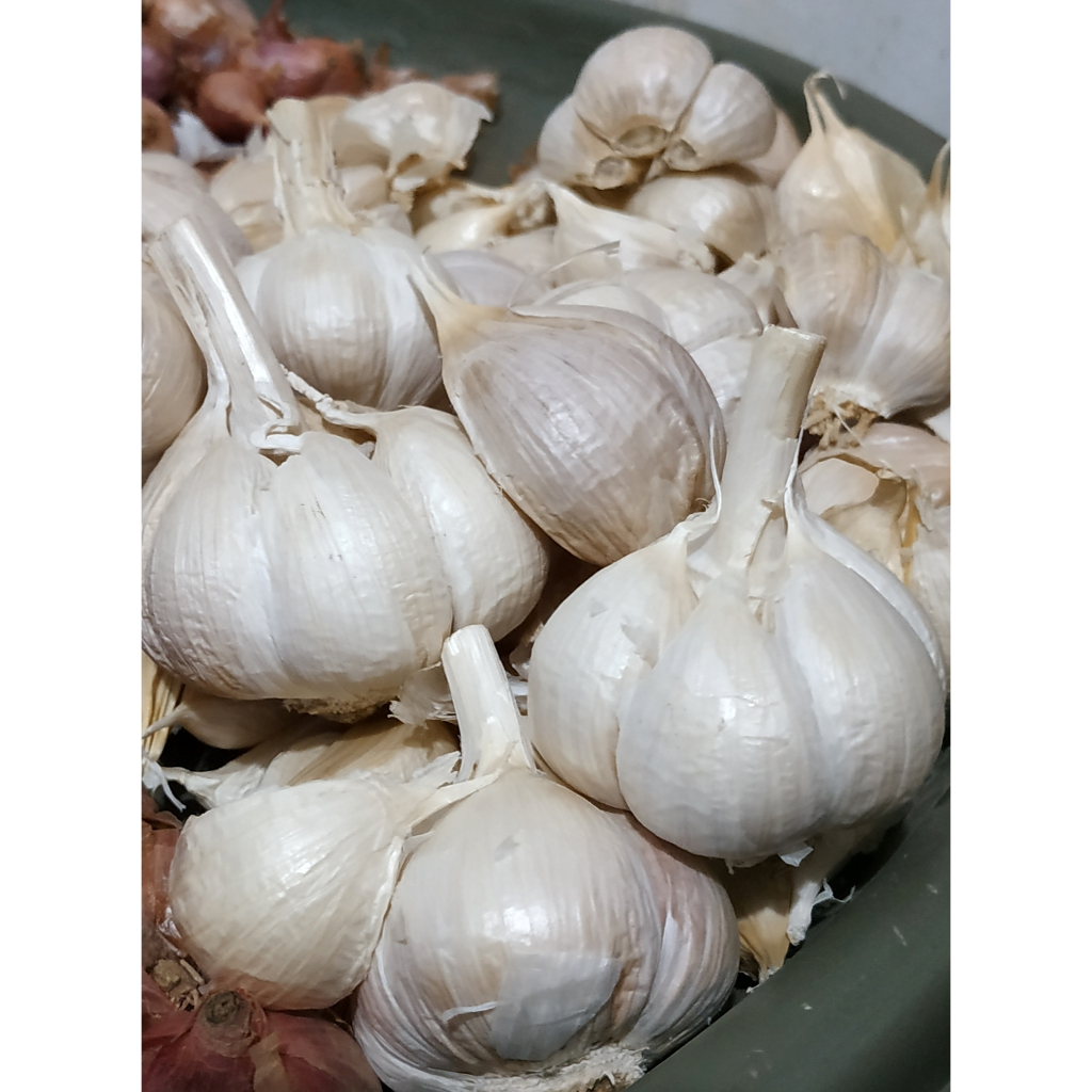 

BAWANG PUTIH KATING PANEN BARU 1kg