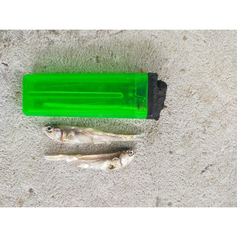 

ikan teri bunga tawar tanpa bahan kimia/1kg