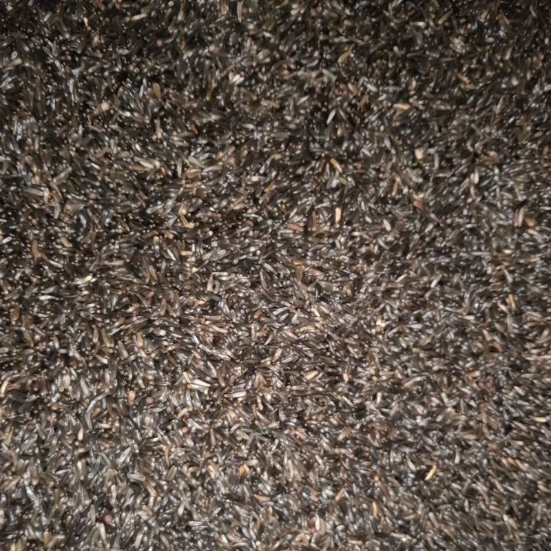 

Niger Seed ECER 100 gram