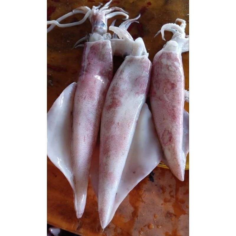 

CUMI-CUMI SEGAR (1000 gram)