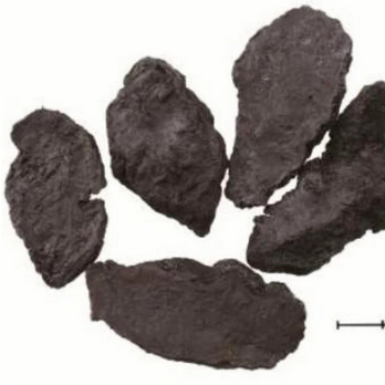 

Sukti / Suk Ti / Shu Di / Lao Shu Thi / Sek Ti 100 Gram