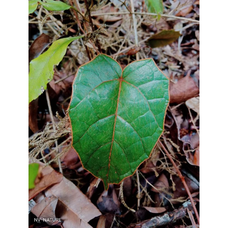 tanaman-sirih piper batman green leaf-sp borneo