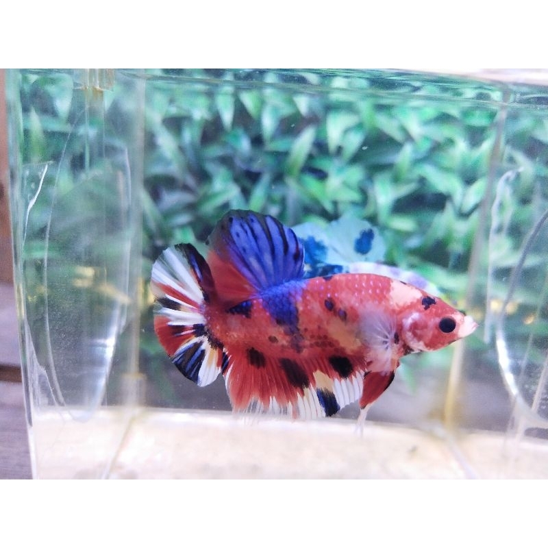 cupang multicollour/Fccp Red/avc/Avatar/neon/Ws harga untuk 10 ekor Rondom