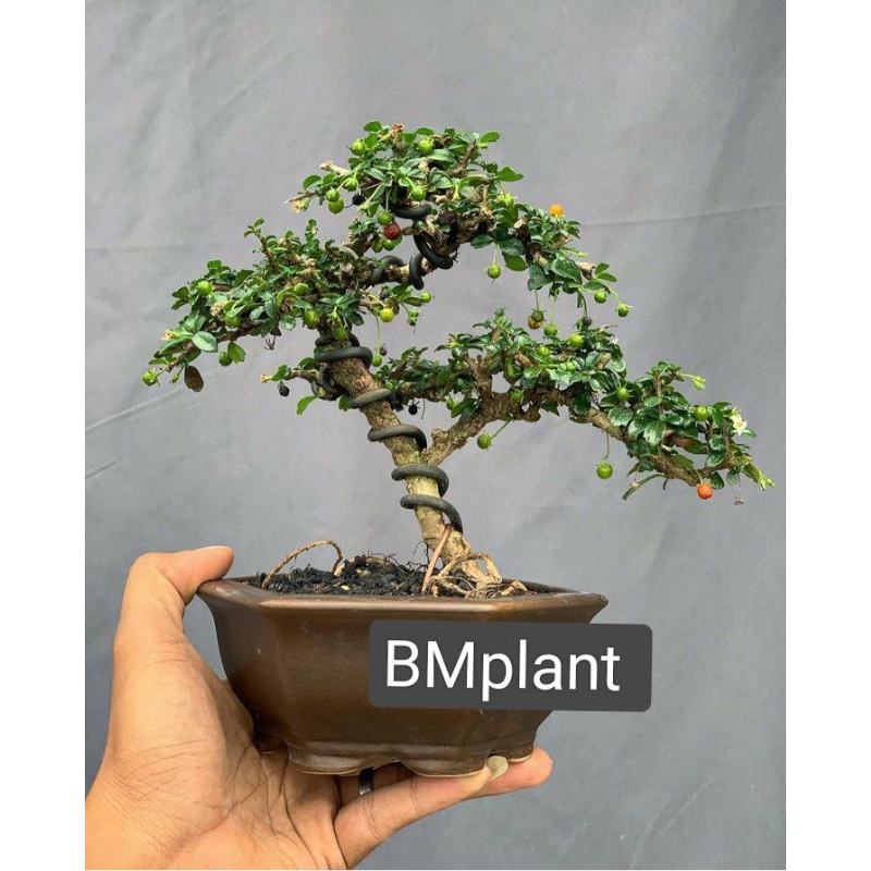 tanaman bonsai hokiantea/hokianti micro berbuah siap pajang