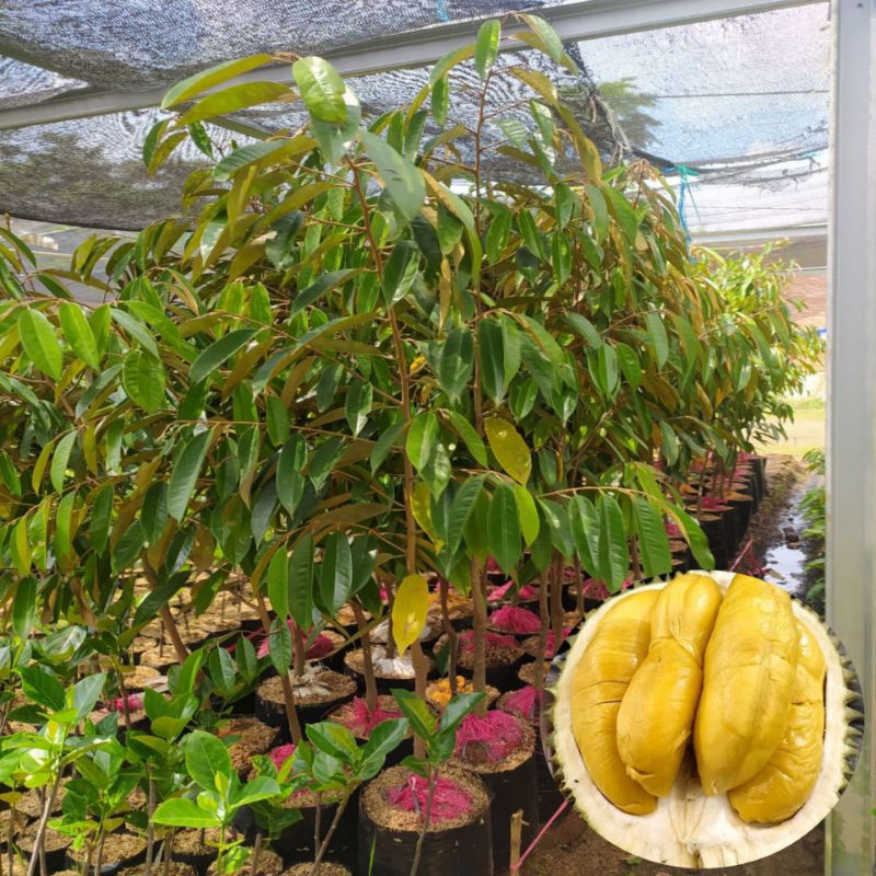 Bibit Durian MusangKing Super tinggi 1 meter (okulasi/stek mata)