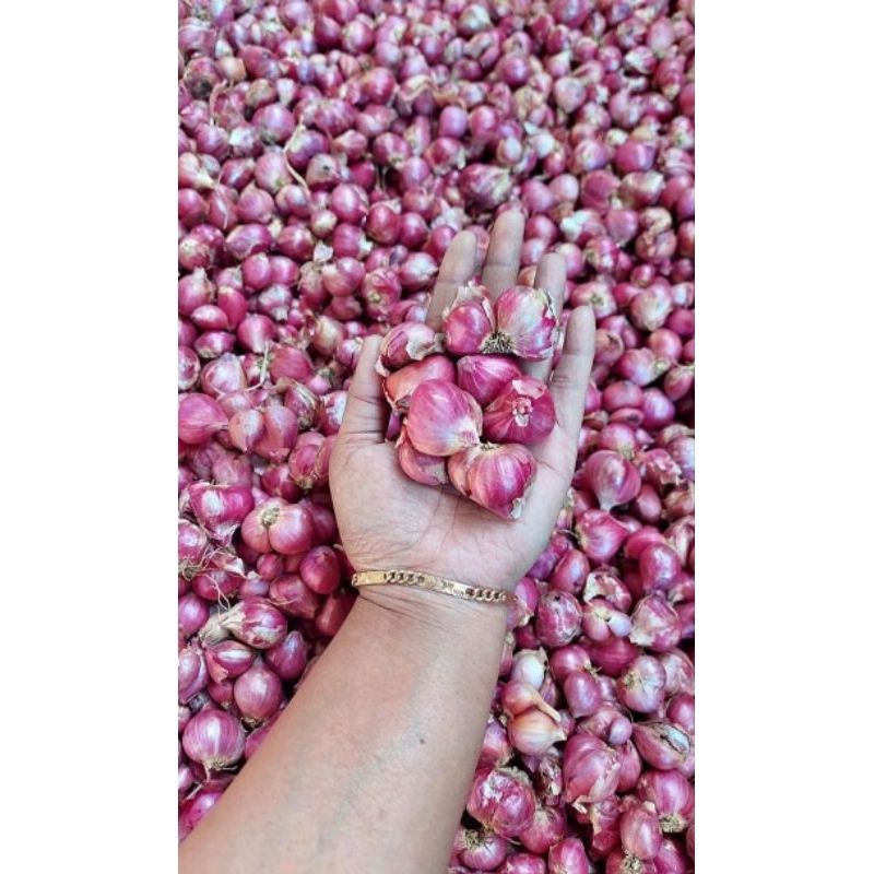 

bawang merah probolinggo