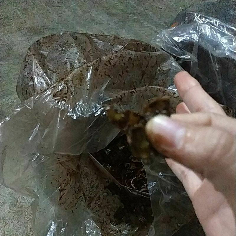 

Chips Coco Enak Lezat Renyah Snack Kekinian Jaman Now ORI 100%