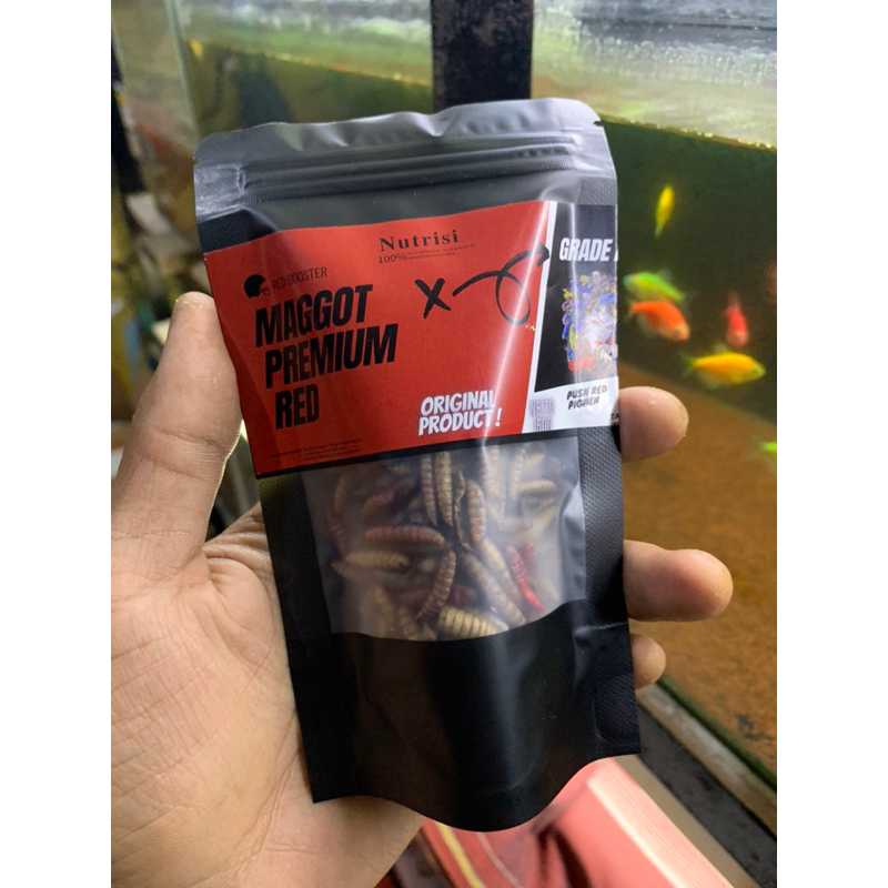 Maggot Kering BSF Super Premium Red Pro Extra Yellow Blue Grade A+ Pakan Ikan Channa Oscar Pebas Ika