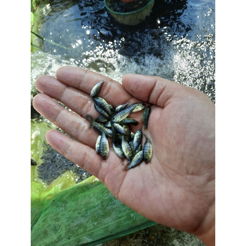 2-3 cm NILA NIRWANA 3