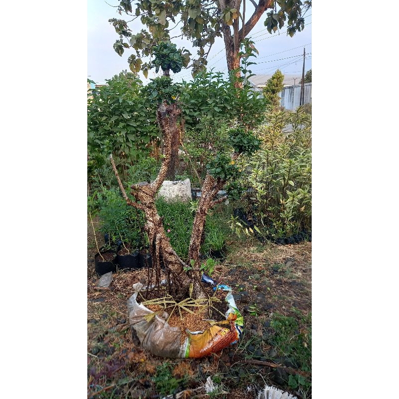 beringin dolar mikro