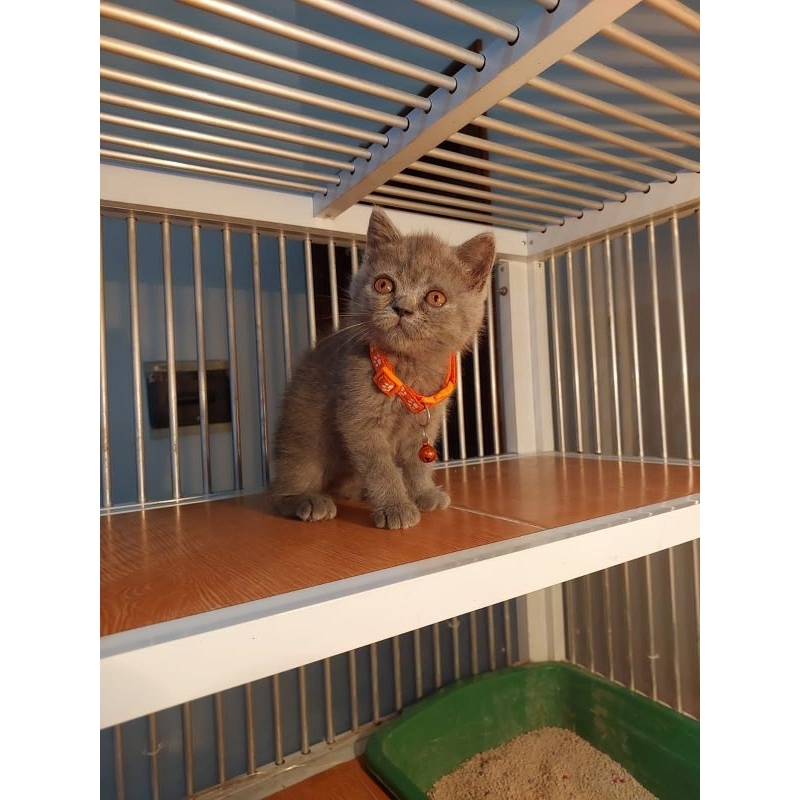kitten kucing pure BSH british short hair blue (orange)