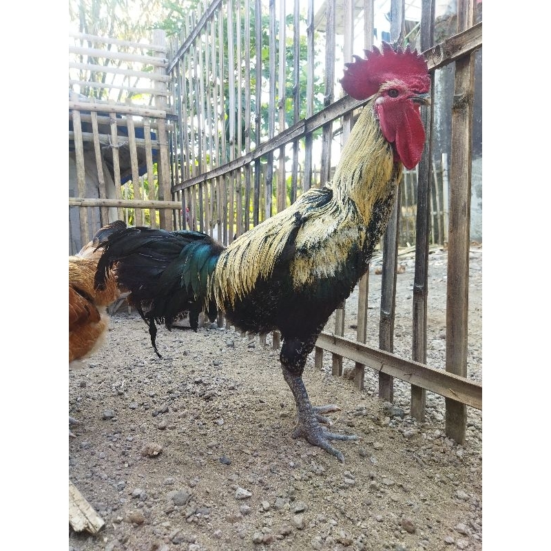 ayam pelung
