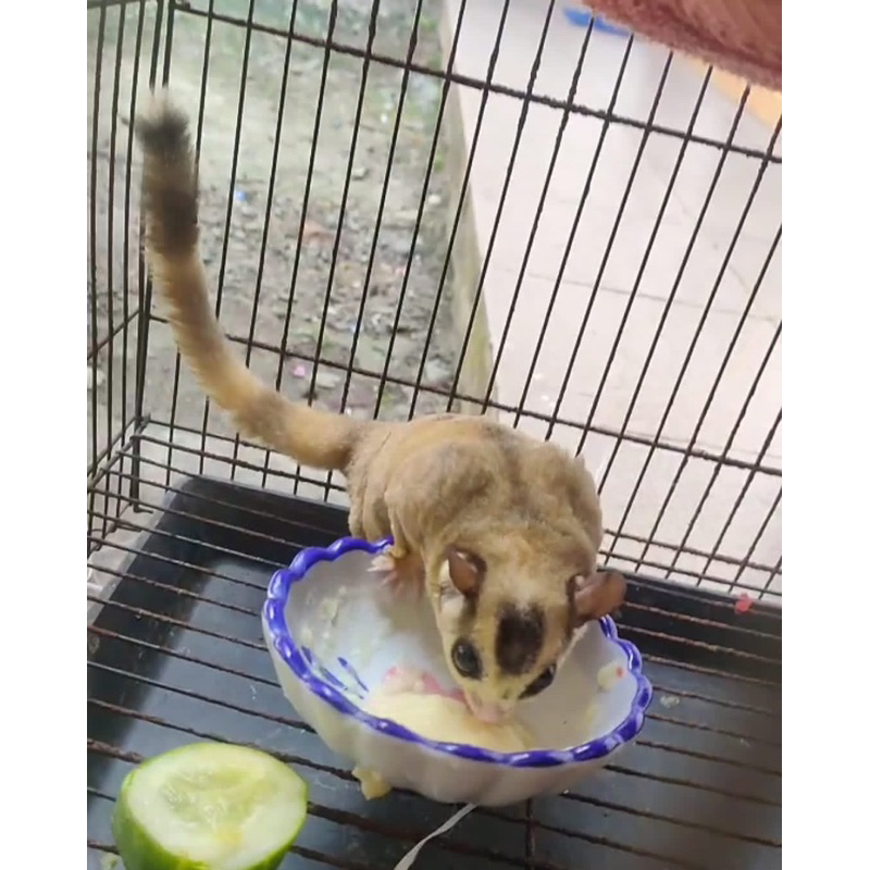 Sugar Glider Jantan Mozaik Termurah