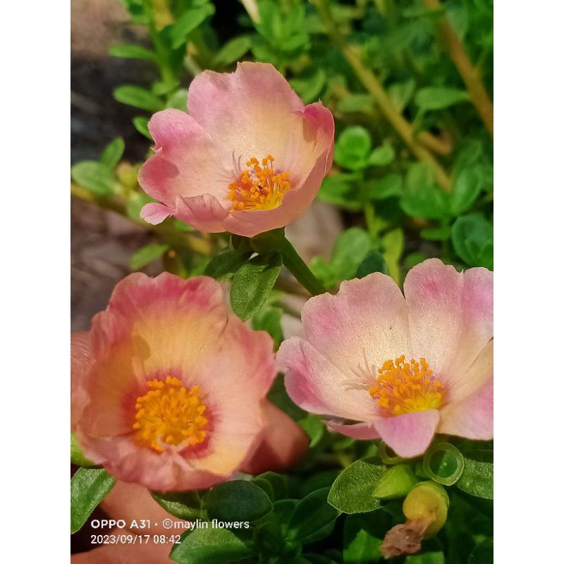 stek bunga krokot selapis import