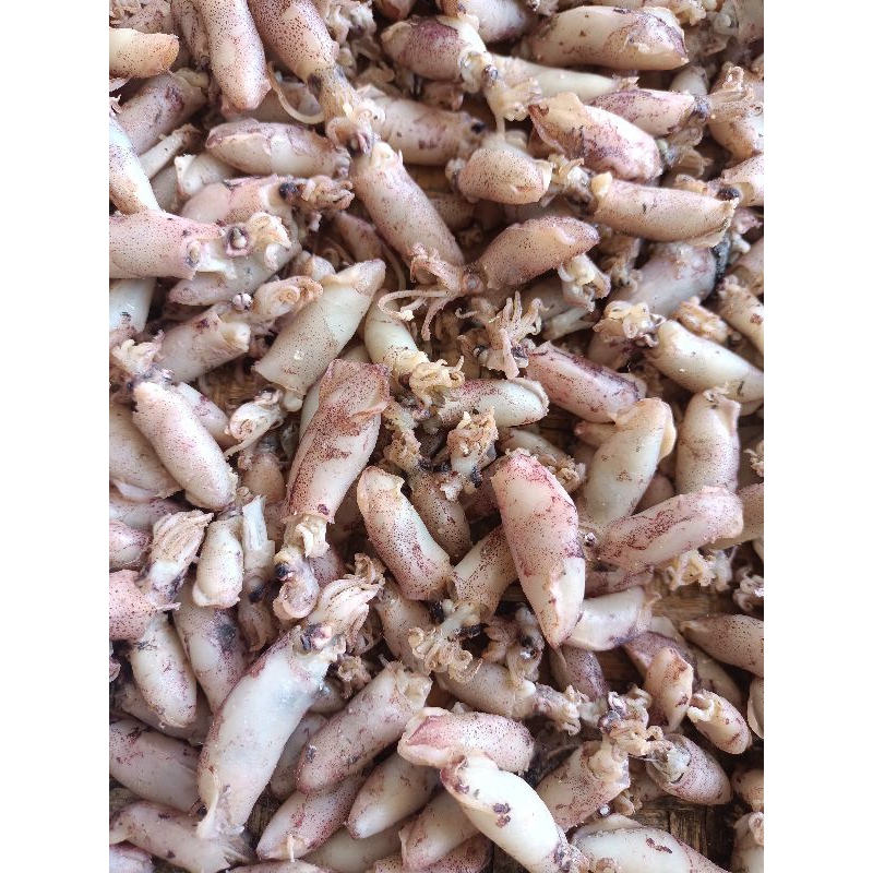 

Baby Cumi Asin Rebus Balita 1-2 cm
