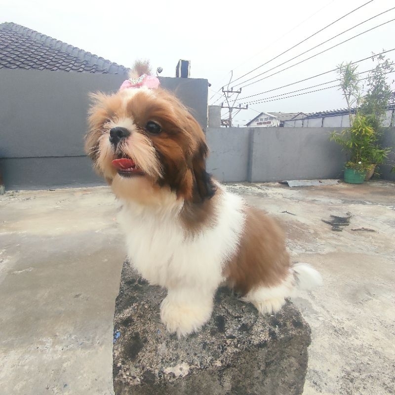 anak anjing shihtzu