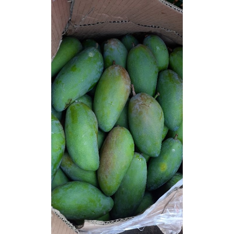 

MANGGA KIOJAY (700 - 800 gram)