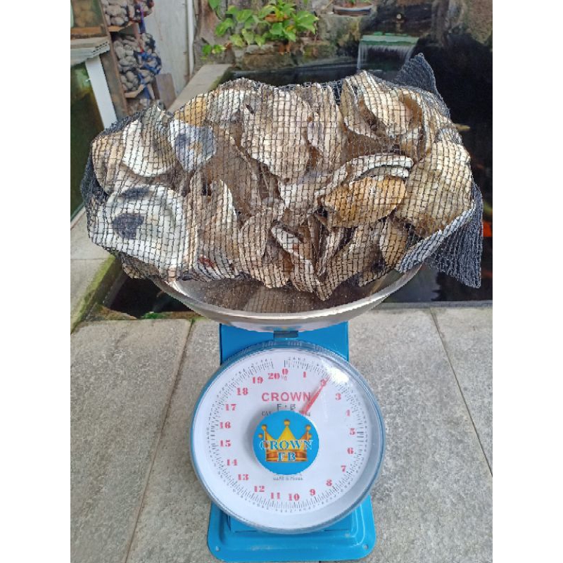 Oyster/kulit kerang