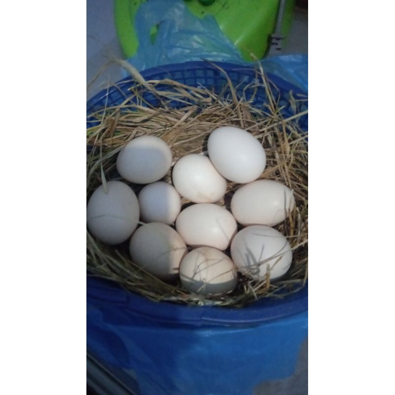 Telur ayam cemani lidah hitam