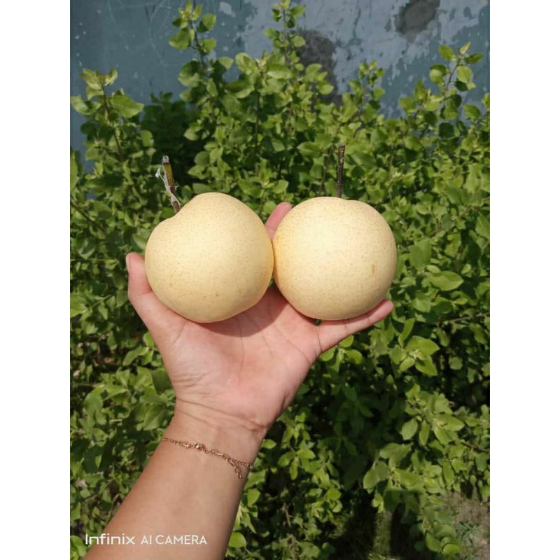 

buah pear