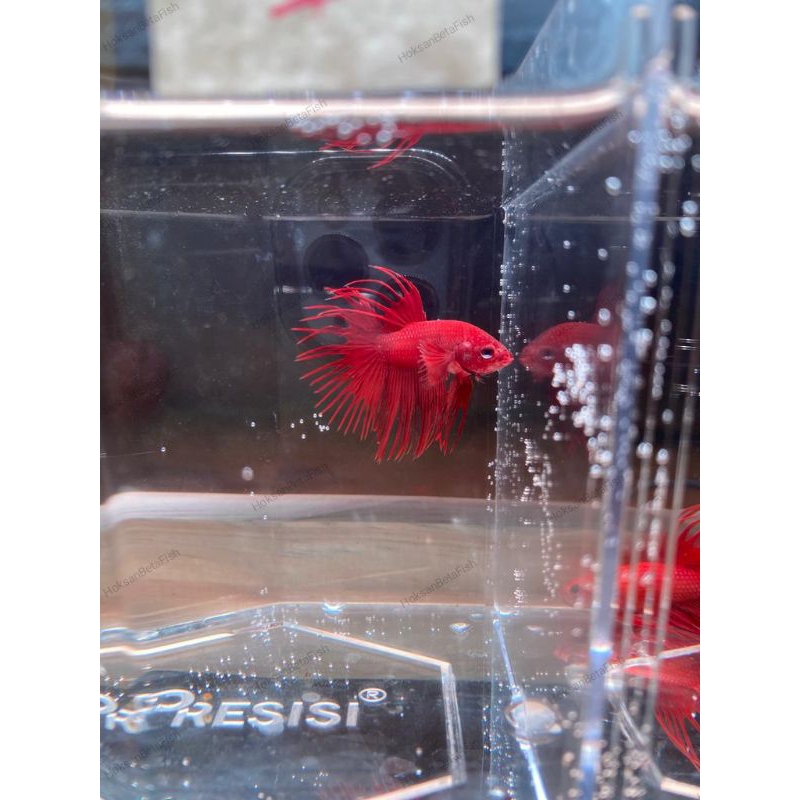 cupang/betafish - crowntail/serit super red(CT)